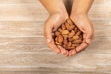 Theobroma kakaosu - Kakao fasulyesi tutan eller