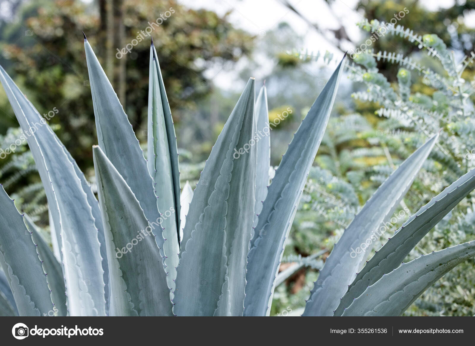 Blue Agave Plant Agave Tequilana Stock Photo C Luisecheverriurrea 355261536