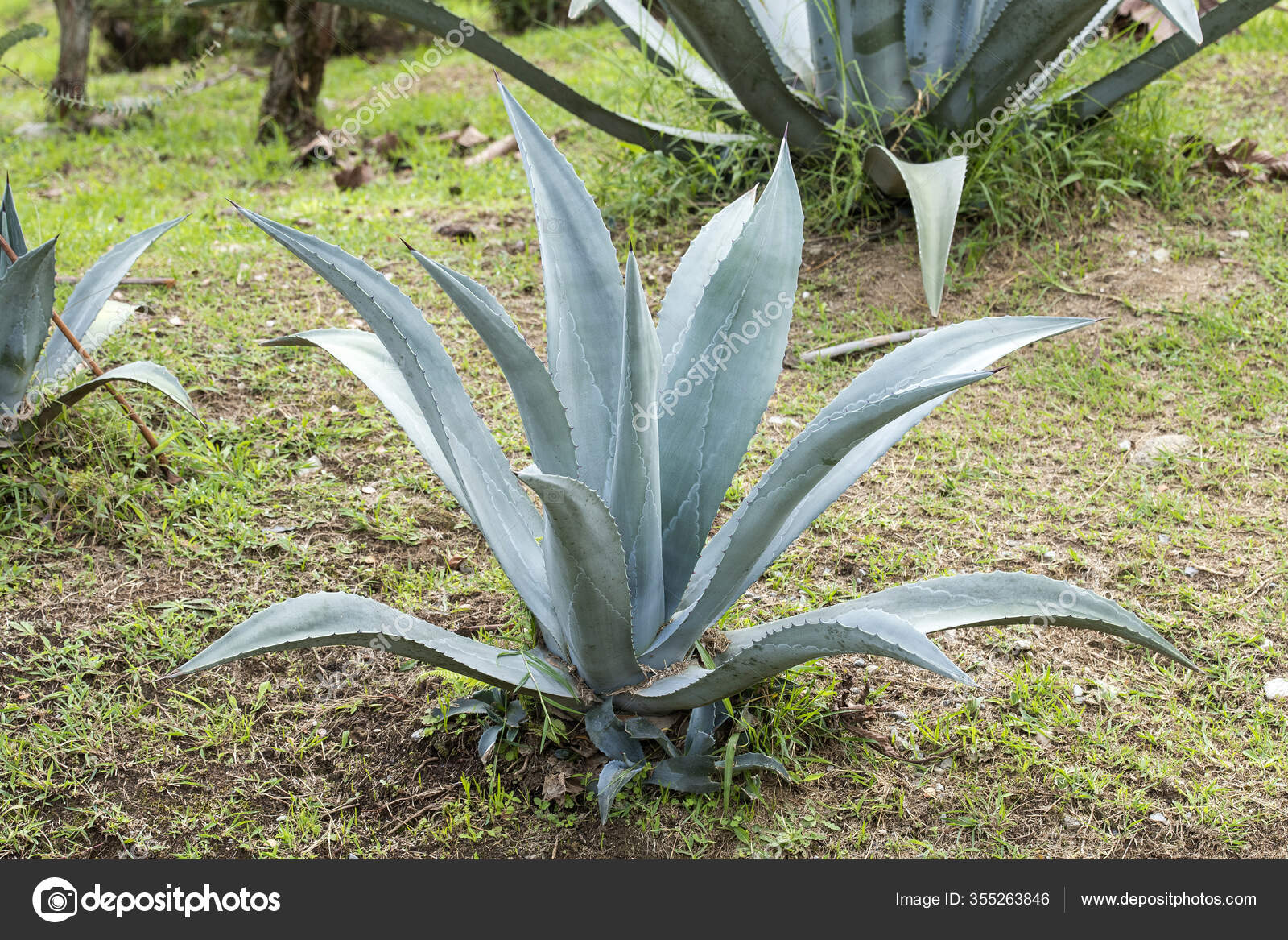 Tequila Plant Usa Today Crossword 2024 Schedule Elise Marybelle Tequila Plant Usa Today Crossword 2024 Schedule Elise Marybelle