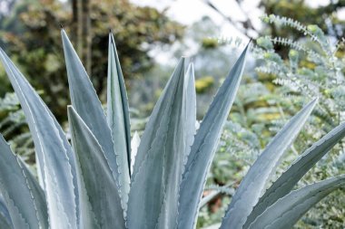 Mavi agave bitkisi - Agave tekilana