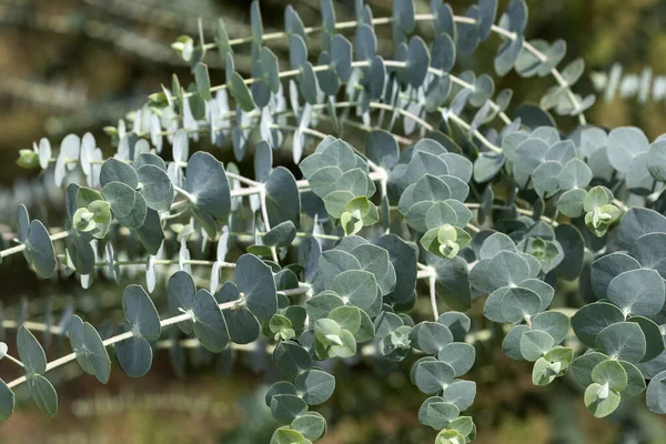Feuilles Médicinales Eucalyptus Eucalyptus Petit Garçon Bleu — Photo