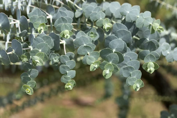 Eucalyptus Plante Bébé Bleu Eucalyptus Petit Garçon Bleu — Photo