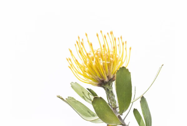 Leucospermum Yellow African Protea Detail — Stock Photo, Image