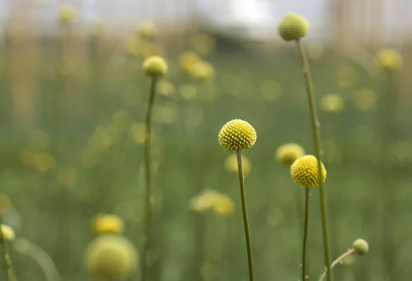 金银花观赏植物 金银花属植物 — 图库照片