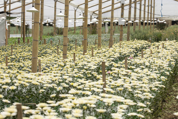 Flower cultivation in the industrial greenhouse