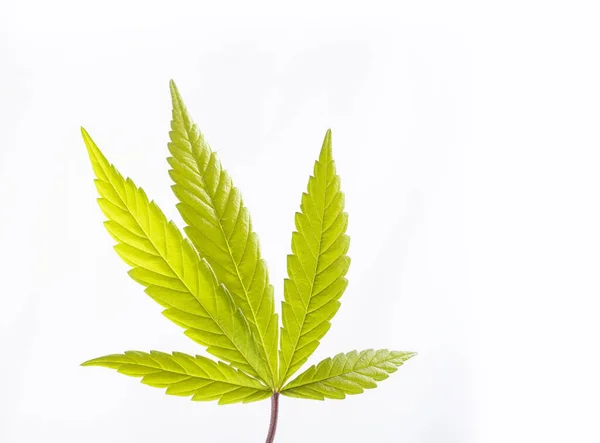 Folha Verde Planta Maconha Cannabis Sativa — Fotografia de Stock
