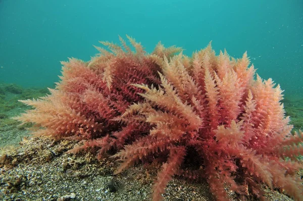 Red seaweed close-up