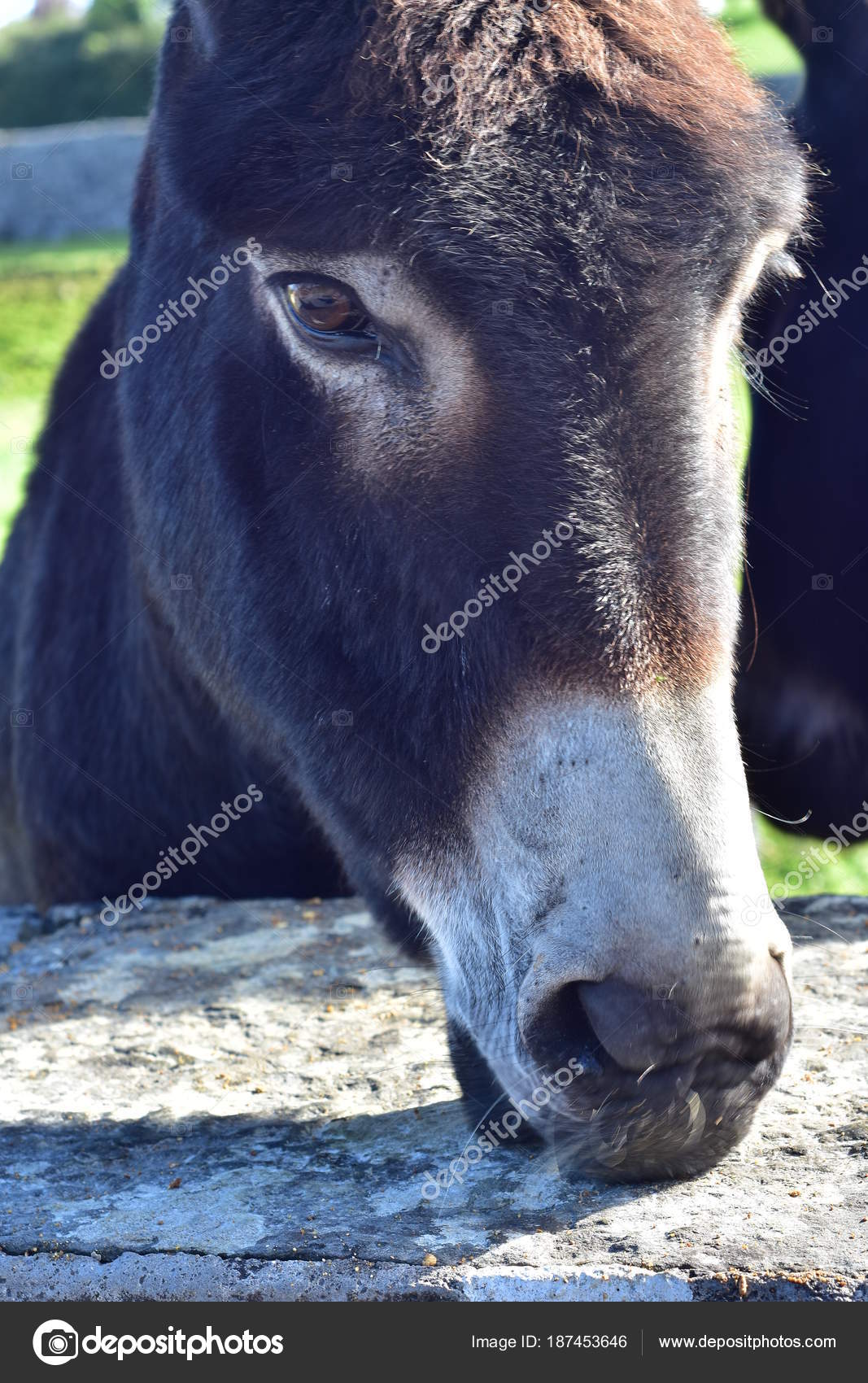 Pictures Brown Noses Front Detail Donkey Face Dark Brown Hair