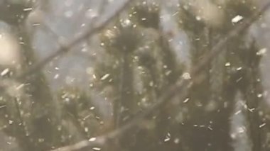 Karlı hava, kar, kış, soğuk, güzellik, kar taneleri, ahenk, beyaz, parçacık