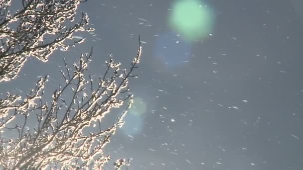 Frosty Patterns Branches Tree — Stock Video