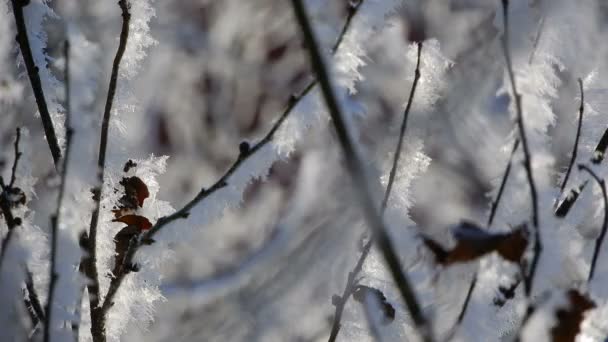 Морозні Візерунки Гілках Дерева — стокове відео