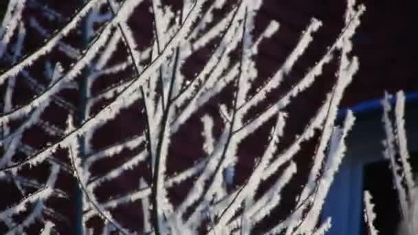 Frosty Patterns Branches Tree — стоковое видео