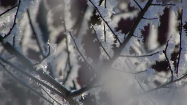 Frosty Patterns Branches Tree — Stock Video