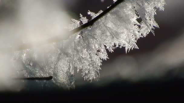 Frosty Patterns Branches Tree — стоковое видео