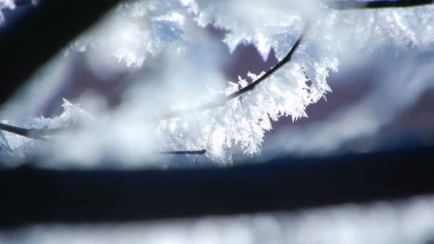 Frosty Patterns Branches Tree — стоковое видео