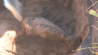 arkeoloji, paleontoloji, bilim adamları, arama