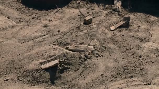 Arkæologi Palæontologi Forskere Søgning – Stock-video