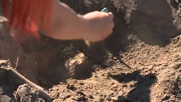 Arkæologi Palæontologi Forskere Søgning – Stock-video