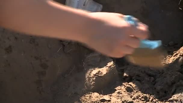 archéologie, paléontologie, scientifiques, recherche 