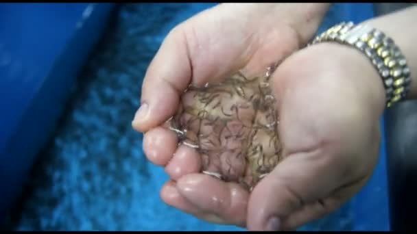 Símbolo Vida Peces Pequeños Peces — Vídeo de stock