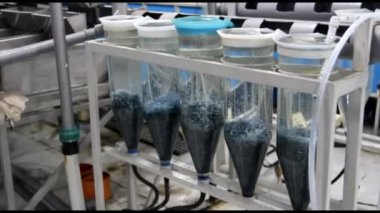 Nadir bulunan balıkların üremesi.