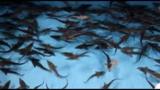 Εκτροφή Σπάνιων Ψαριών Ψαριών — Αρχείο Βίντεο
