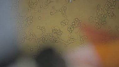 Virüs üzerinde laboratuvar bilimsel çalışmalar