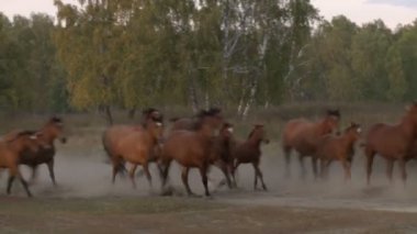 Tabon atları tarlada hızlı koşar.