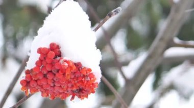 Rowan ağacı meyveleri açık bir kış gününde
