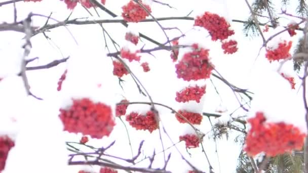 Bagas Árvore Rowan Dia Inverno Claro — Vídeo de Stock