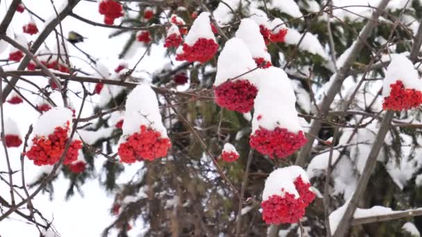 Rowan Boombessen Een Heldere Winterdag — Stockvideo