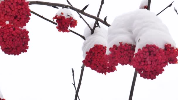 Vogelbeeren Einem Klaren Wintertag — Stockvideo