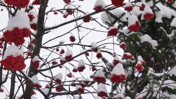 Bayas Rowan Tree Día Claro Invierno — Vídeo de stock