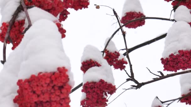 Rowan Ağacı Meyveleri Açık Bir Kış Gününde — Stok video