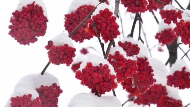 Vogelbeeren Einem Klaren Wintertag — Stockvideo