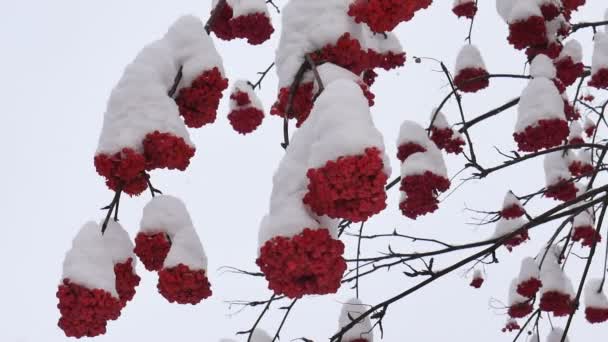 Bagas Árvore Rowan Dia Inverno Claro — Vídeo de Stock