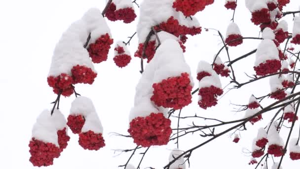 Bagas Rowan Frutas Parque Vermelho Maturação Sobremesa Beleza Jardim Frio — Vídeo de Stock