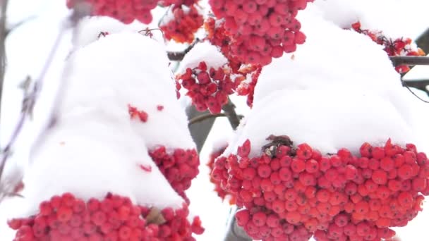 冬の晴れた日に木の実を栽培し — ストック動画