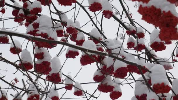 Bayas Rowan Tree Día Claro Invierno — Vídeos de Stock