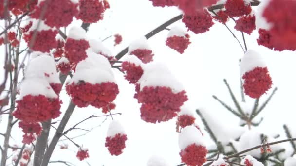 Rowan Ağacı Meyveleri Açık Bir Kış Gününde — Stok video
