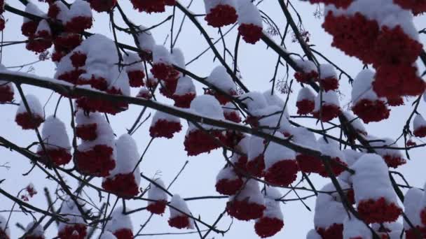 Rowan Tree Berries Clear Winter Day — Stock Video
