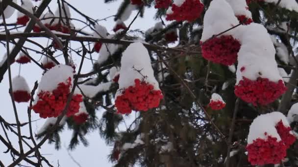 Fructe Padure Rowan Fructe Parc Roșu Maturitate Desert Frumusețe Grădină — Videoclip de stoc