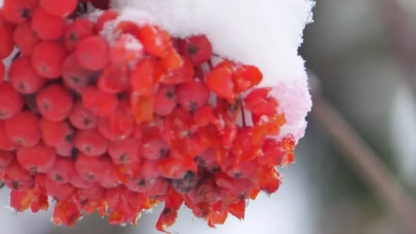 Vogelbeeren Einem Klaren Wintertag — Stockvideo