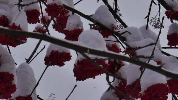 多雪的冬天 树结满了果实 — 图库视频影像