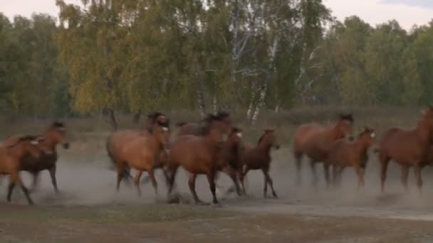 Çocuk Bulmaca Küp Pirzolası Topluyor — Stok video