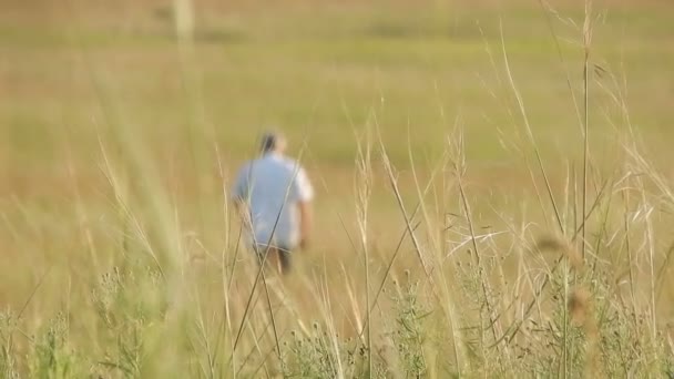 Bir Insan Yaz Tarlasında Yürüyor Çiftçi Insan Insan Sahip Tarım — Stok video