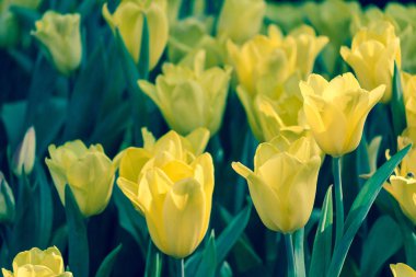 Güzel Lale çiçek ve yaprak yeşil arka bahçede.