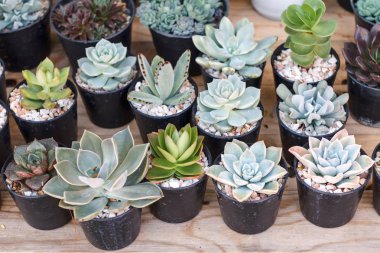 Kaktüs veya ağaç market plastik tencerede Succulents.