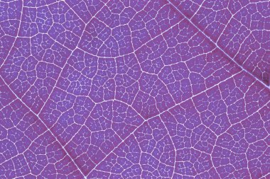 Yaprak doku desen arka plan grafik tasarım için.