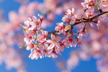 Vahşi Himalaya kirazının (Prunus cerasoides) ya da Tayland 'daki Khun chang kian' daki Thai sakura çiçeğinin yakın çekimi.